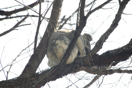 Slapende Koala in Noosa National Park