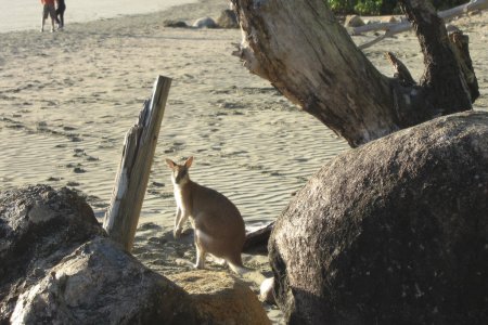 Een kangoeroe op het strand