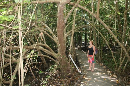 Een bijzonder mangrovebos