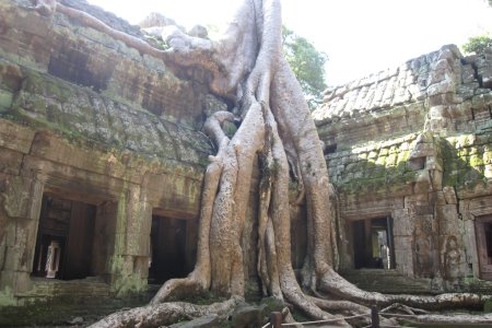 De overwoekerde tempel van Angkor Thom