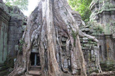 De overwoekerde tempel van Angkor Thom