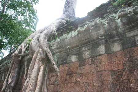 De overwoekerde tempel van Angkor Thom