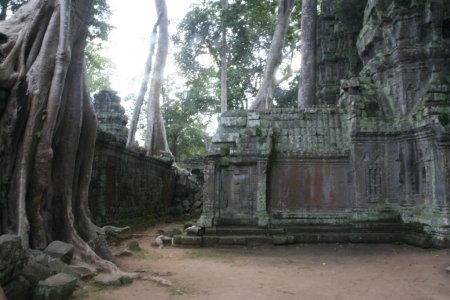 De overwoekerde tempel van Angkor Thom