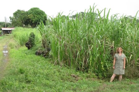 Veel suikerriet in Fiji