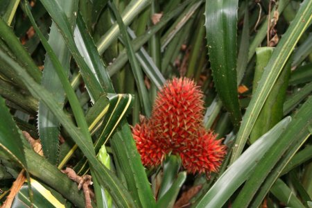 Garden of the Sleeping Giant