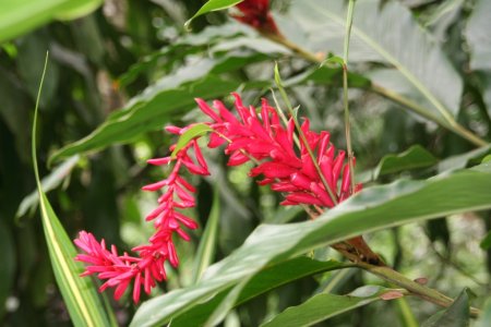 Garden of the Sleeping Giant