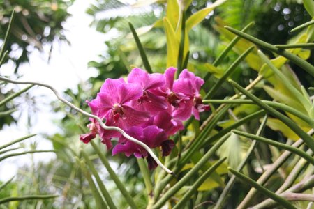 Orchide, Garden of the Sleeping Giant