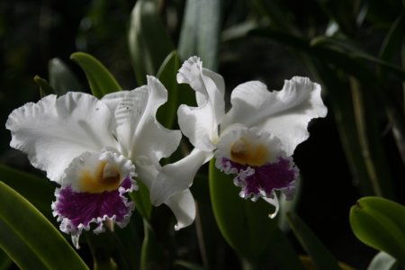 Orchide, Garden of the Sleeping Giant