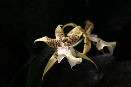 Orchide, Garden of the Sleeping Giant