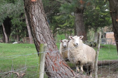 Nieuw Zeelandse schapies