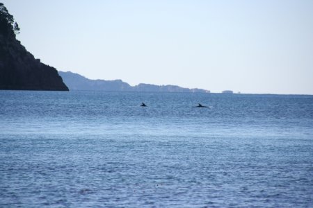 Dolfijnen in Stingray bay