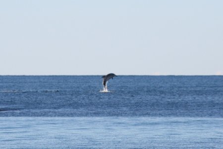 Springende dolfijn, gespot vanaf het strand