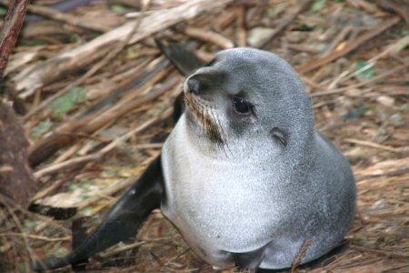 Baby zeehondje, schattig!