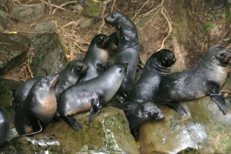 Zeehonden (fur seals) bij Kaikoura