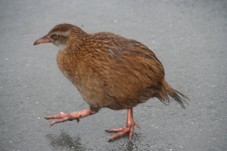 Een Weka (loopvogel)