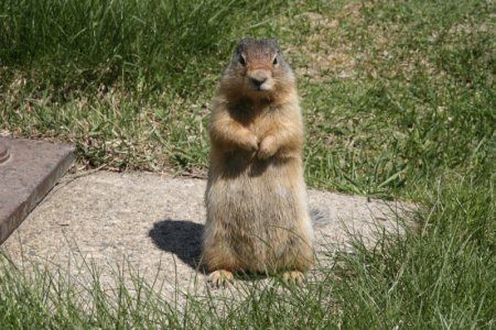 Chipmunk in Glacier NP
