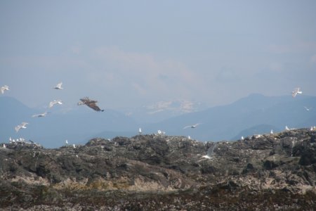 Een jonge Bald Eagle