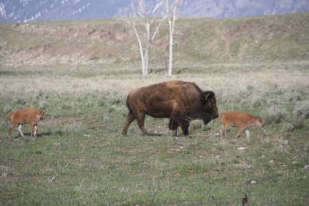 Bison met kleintjes