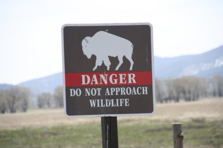Wilde dieren, altijd oppassen