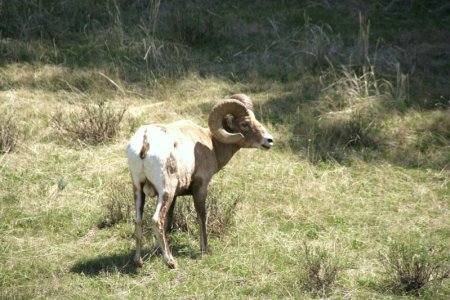 Bighorn sheep