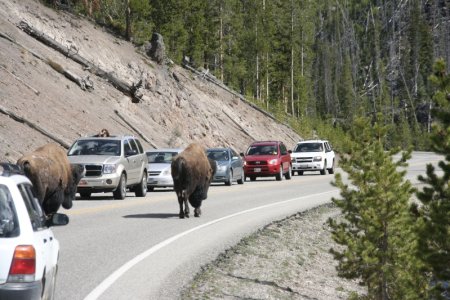 Gewoon Bisons op de weg!