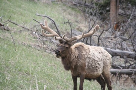 Grote mannetjes Elk (Wapiti)