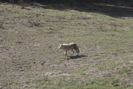 Rondscharrelende Coyote