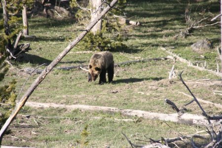 Zieke Grizzly beer
