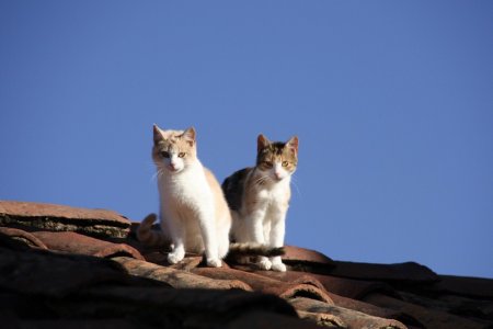 Poezen op een dak in Vila Serrano