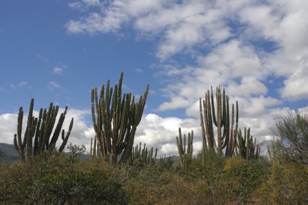 Een bos van superhoge cactussen