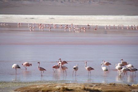 Het rode meer met z&#039;n flamingo&#039;s