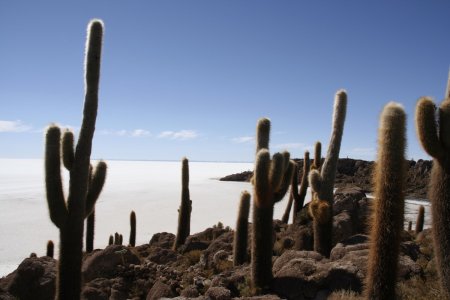 Reuze cactussen op Isla Incahuasi in de zoutvlakte