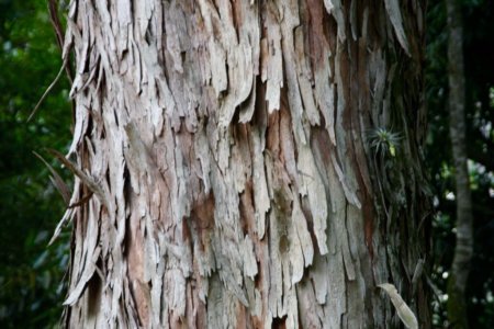 De ruwe bast van een boom in de botanische tuin