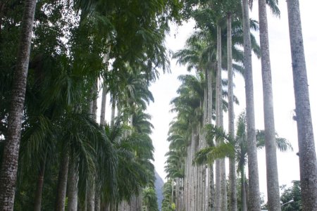 Bijzonder hoge palmen in de botanische tuin van Rio