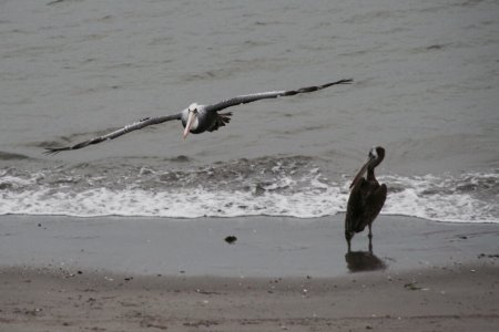 Pelikanen op het strand in het toeristische plaatsje Paracas