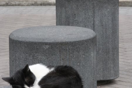 Het JFK park in Lima, er wonen hier meer dan 100 katten