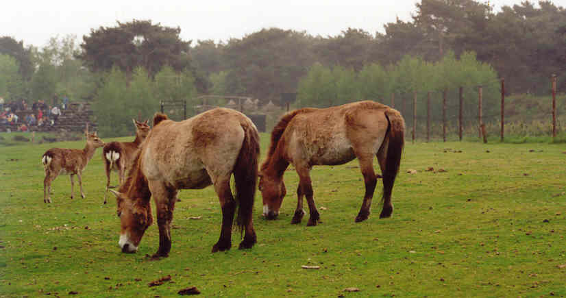 Przwalski paarden, daarachter hertjes en daarachter toeshouwers