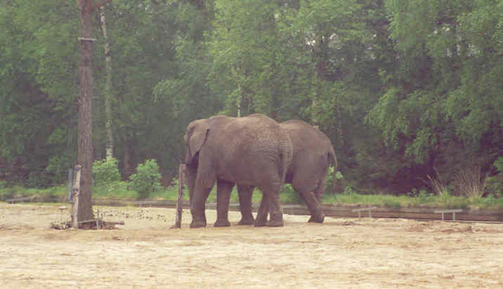 Vaak de lievelingen van dierentuin gangers