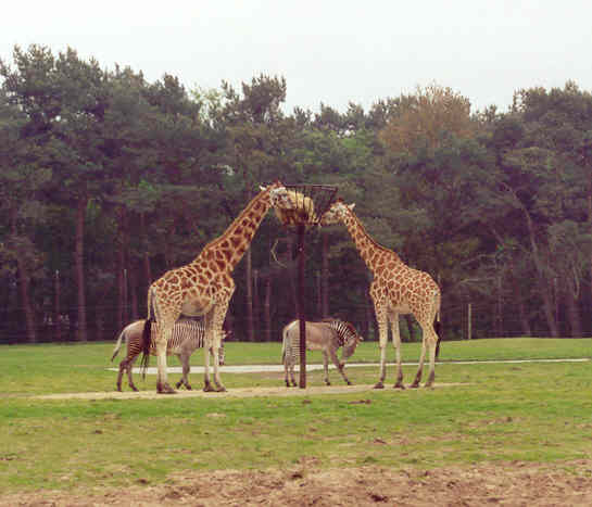 Ook niet eerlijk, zo kunnen de zebra's niet bij het eten